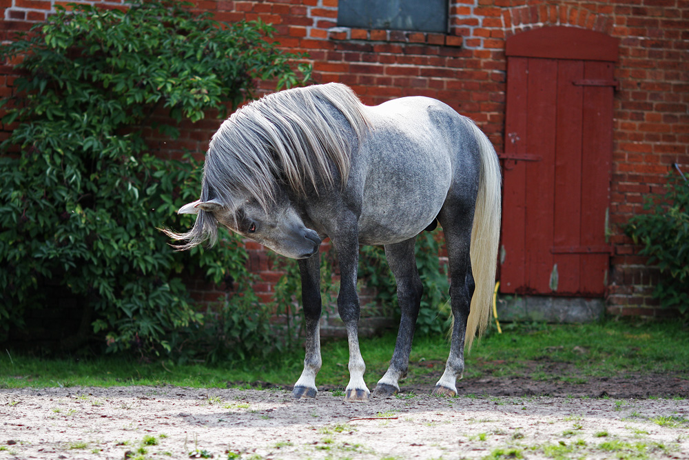 Wie eine Einhorn....