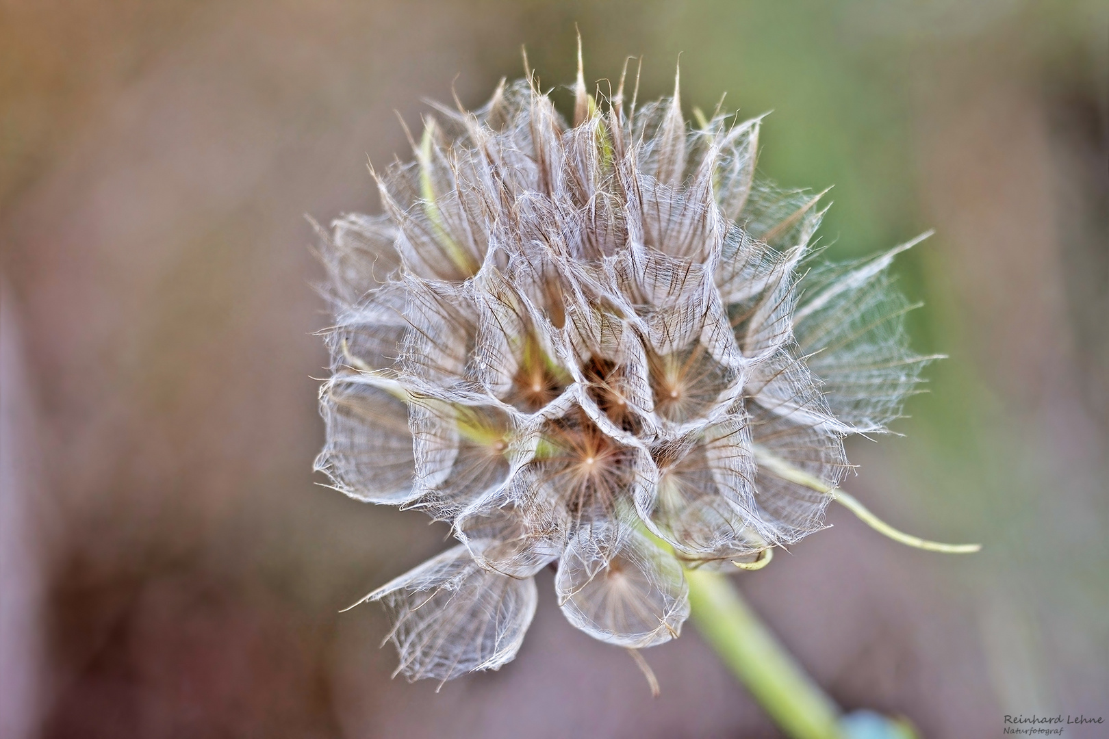 Wie eine Eisblume...