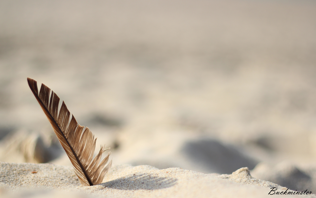 Wie eine Feder am Strand...