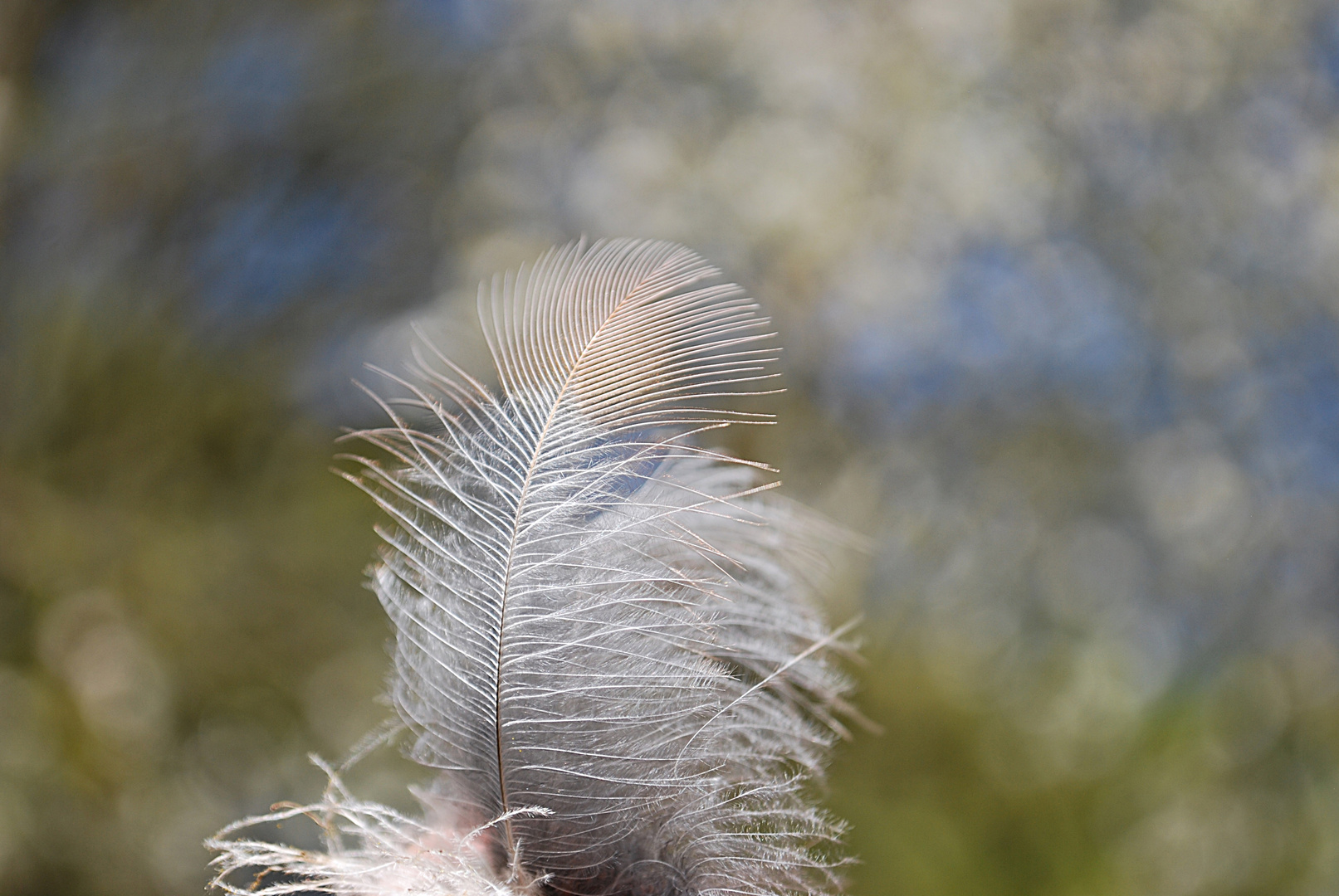 wie eine Feder im Wind...