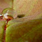 Wie eine Glasmurmel aus Kindertagen sieht dieser Regentropfen auf einem Rosenblatt aus.