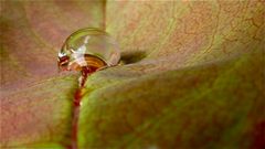 Wie eine Glasmurmel aus Kindertagen sieht dieser Regentropfen auf einem Rosenblatt aus.