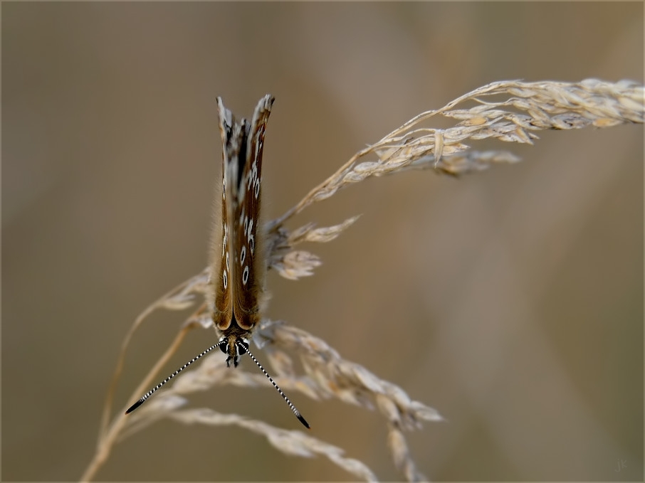 wie eine kerze...