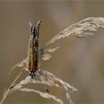 wie eine kerze...