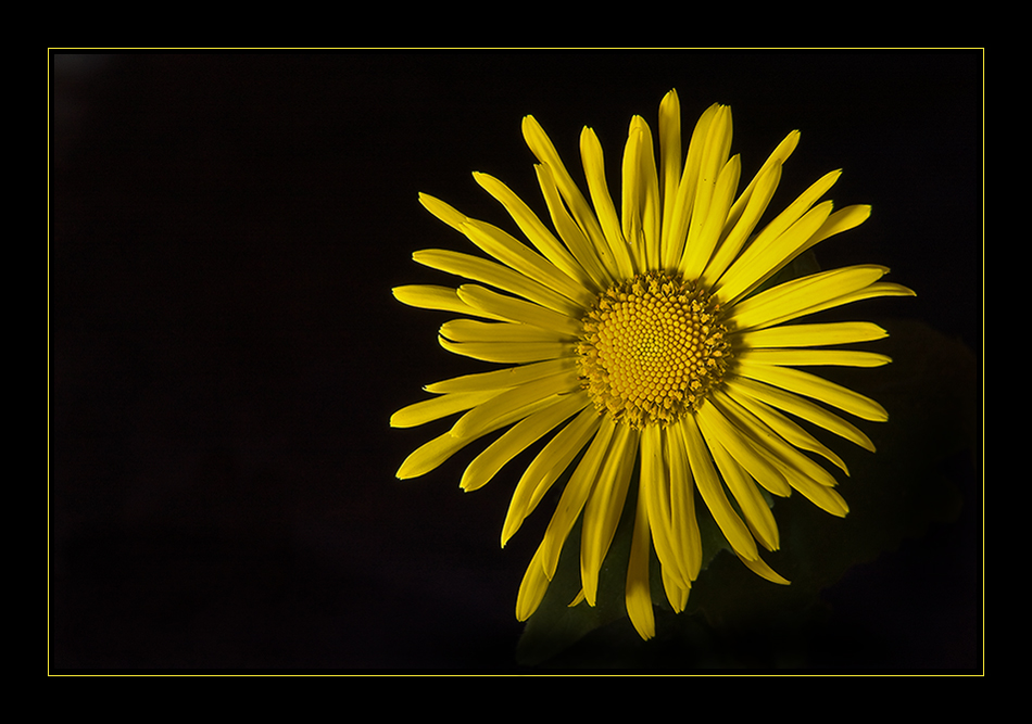 Wie eine kleine Sonne im Garten II