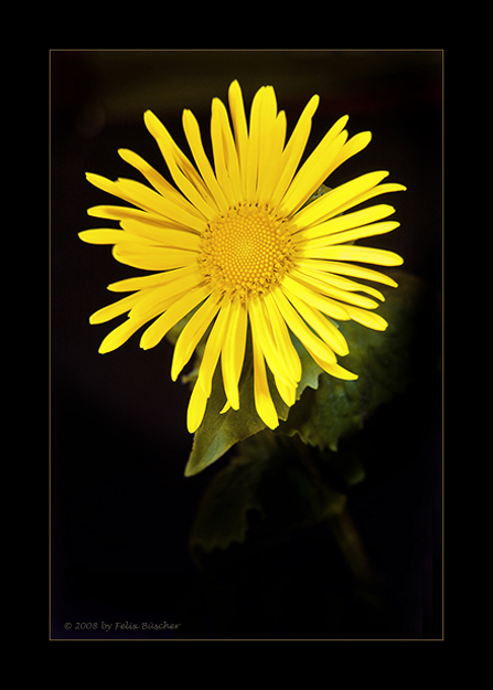 Wie eine kleine Sonne im Garten III Foto & Bild pflanzen, pilze