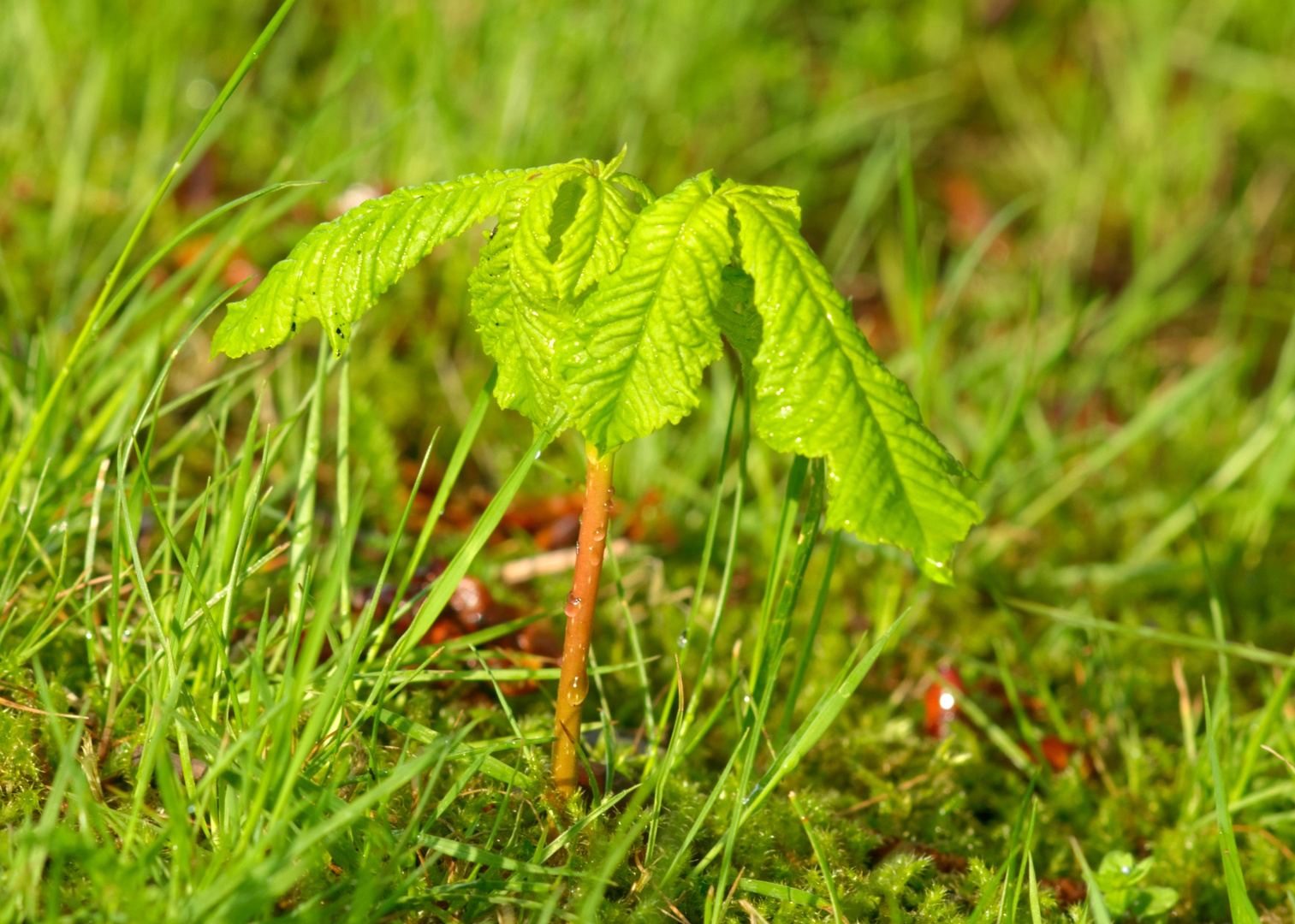 Wie eine Mini-Palme