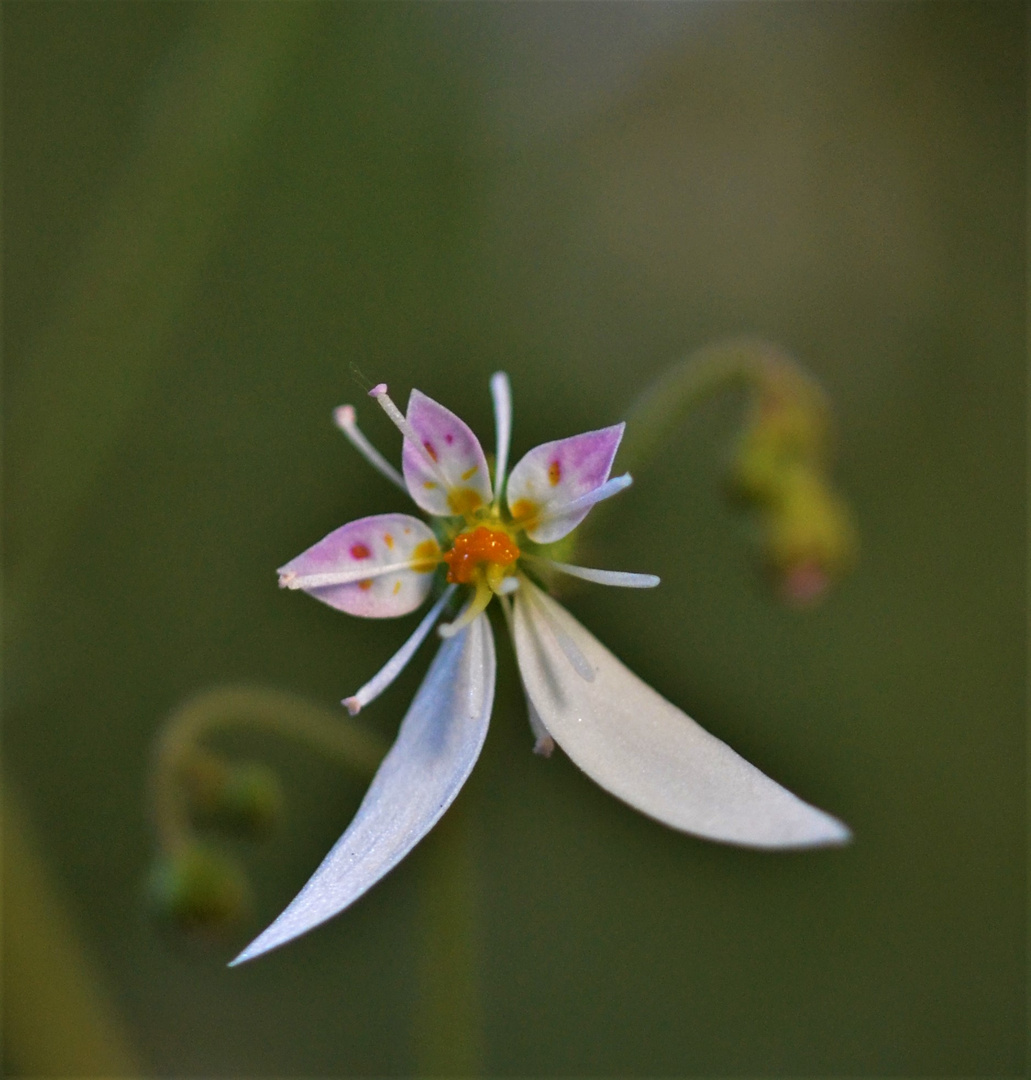 ...wie eine Orchi.....dank Dani ( Saxifraga stolonifera)