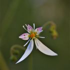 ...wie eine Orchi.....dank Dani ( Saxifraga stolonifera)