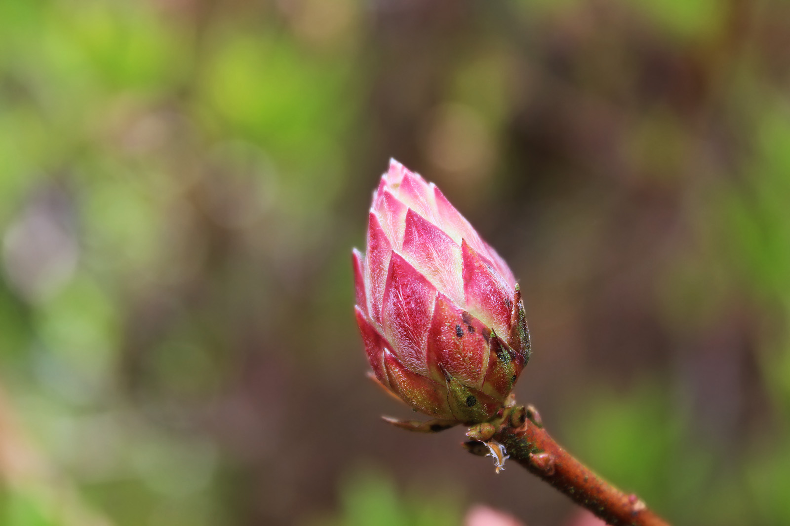 Wie eine Pitahaya