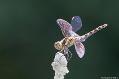 Wie eine Primaballerina....