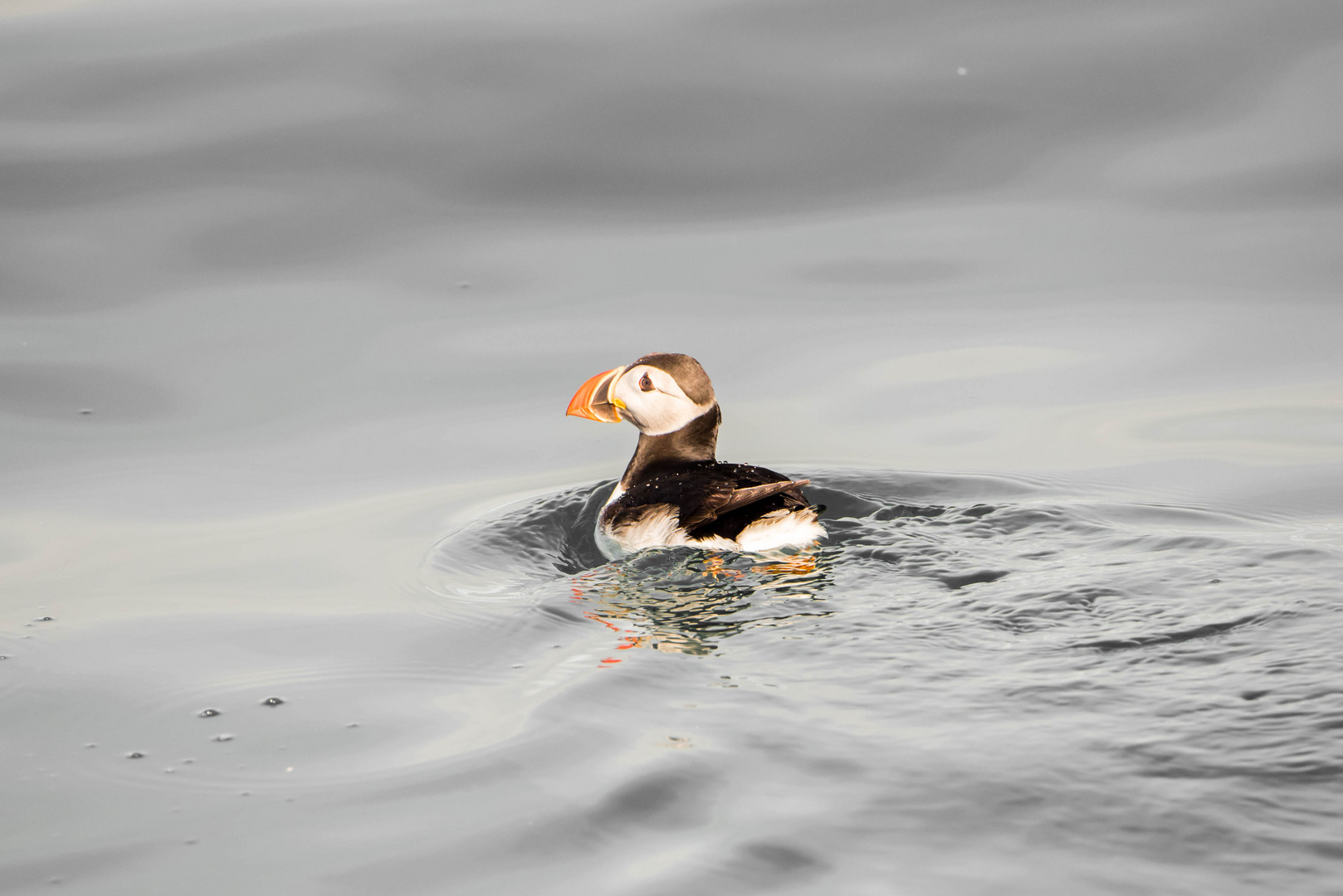 Wie eine Quitscheente...mein Puffin - Erlebnis