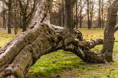 wie eine Raupe II - Georgengarten/Hannover