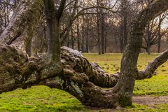 wie eine Raupe III - Georgengarten/Hannover