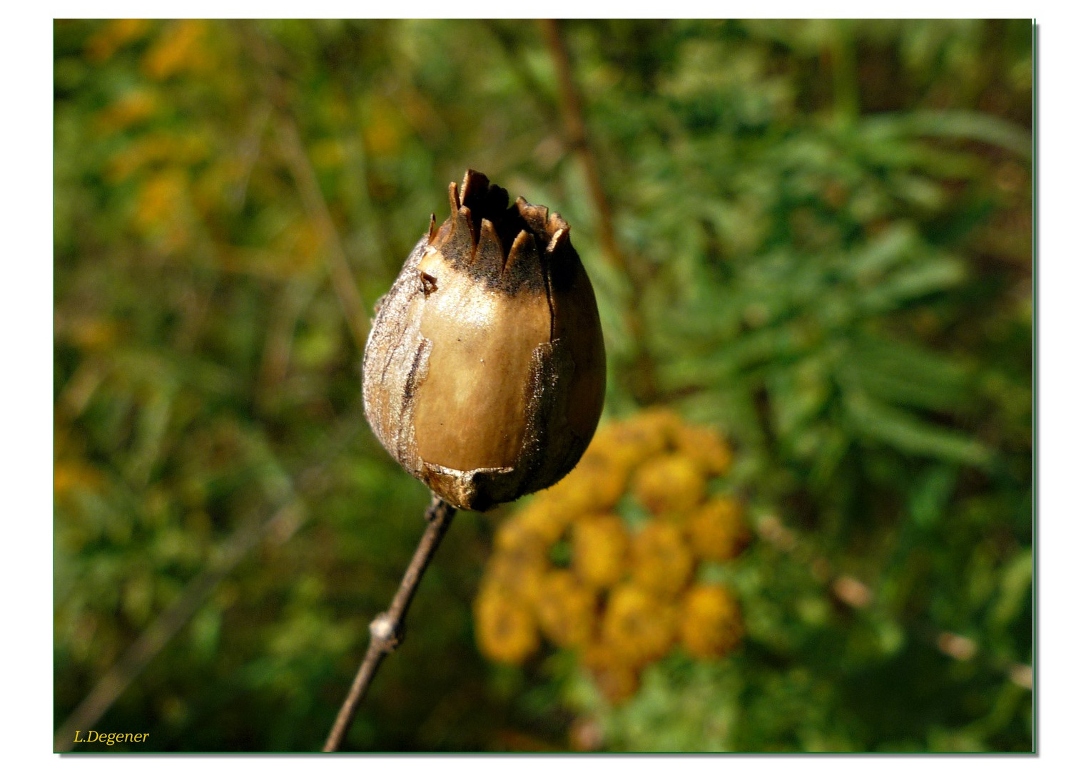 wie eine Samenknospe vom Mohn