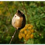 wie eine Samenknospe vom Mohn