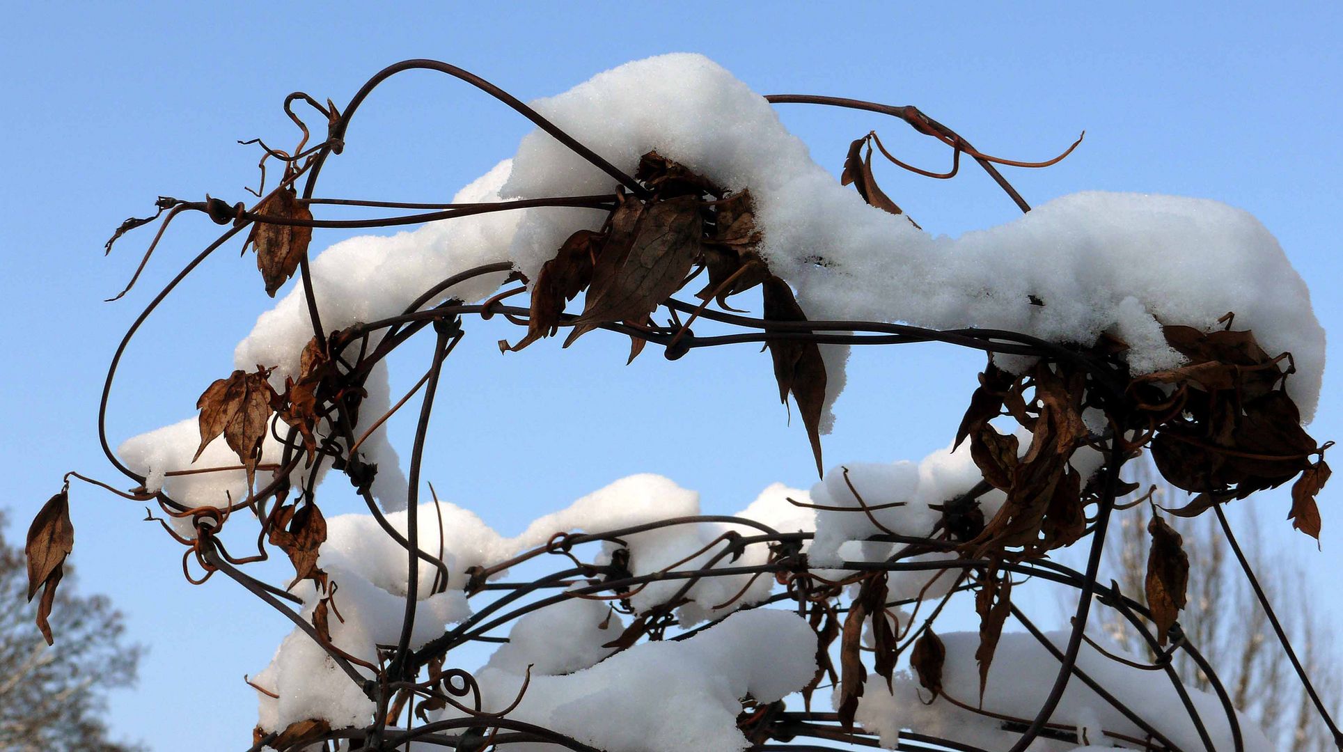 Wie eine Schnee-Krone