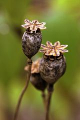 ...wie eine schöne Blüte sich im Herbst verändern kann