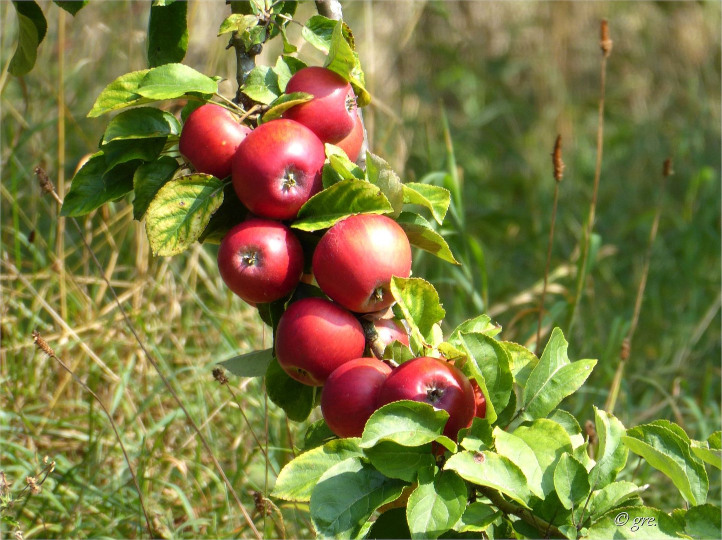 Wie eine Traube..... Foto & Bild bäume, äpfel, natur Bilder auf