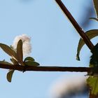 Wie Eisblumen