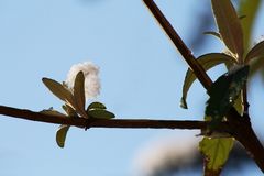 Wie Eisblumen