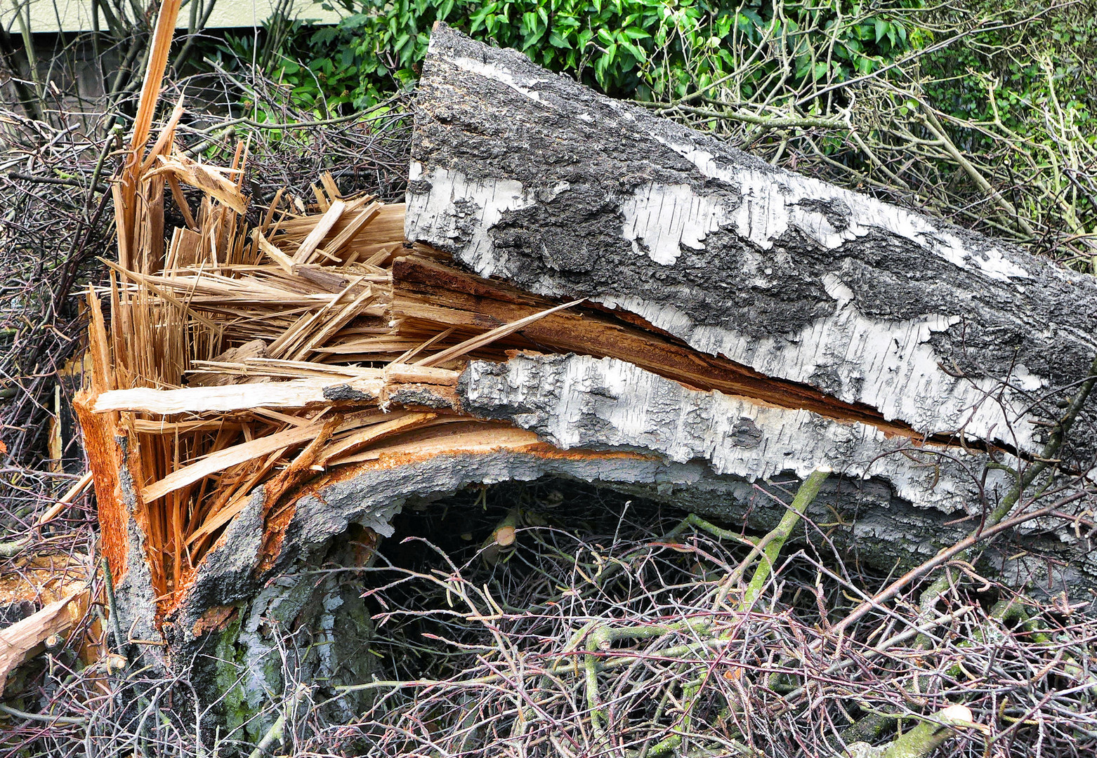 Wie elastisch ist Holz?