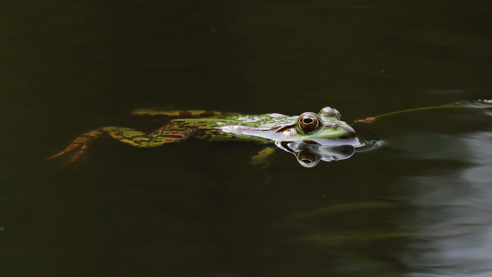 Wie entspannt der Frosch im Wasser liegt
