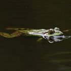 Wie entspannt der Frosch im Wasser liegt