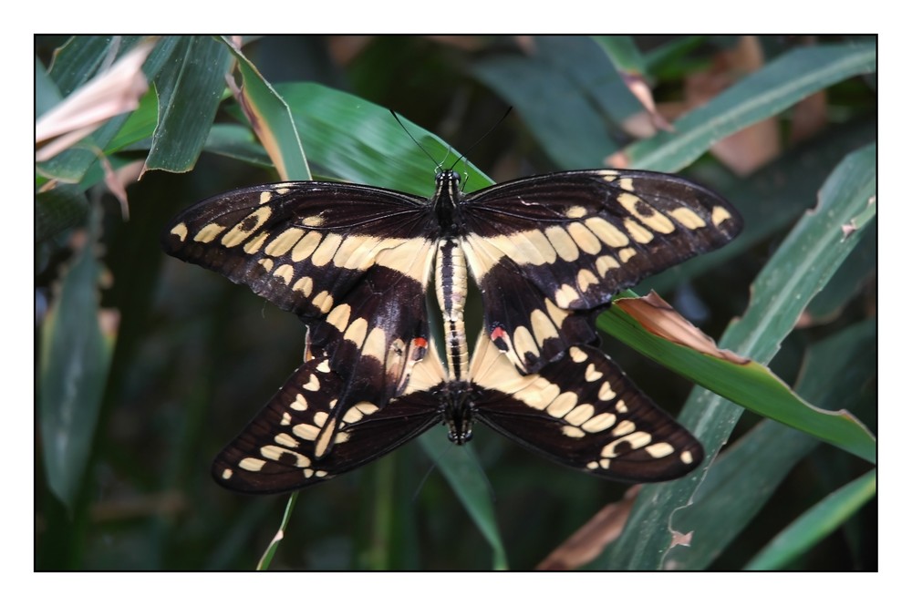 Wie entstehen kleine Schmetterlinge? So! Foto & Bild | tiere und blumen
