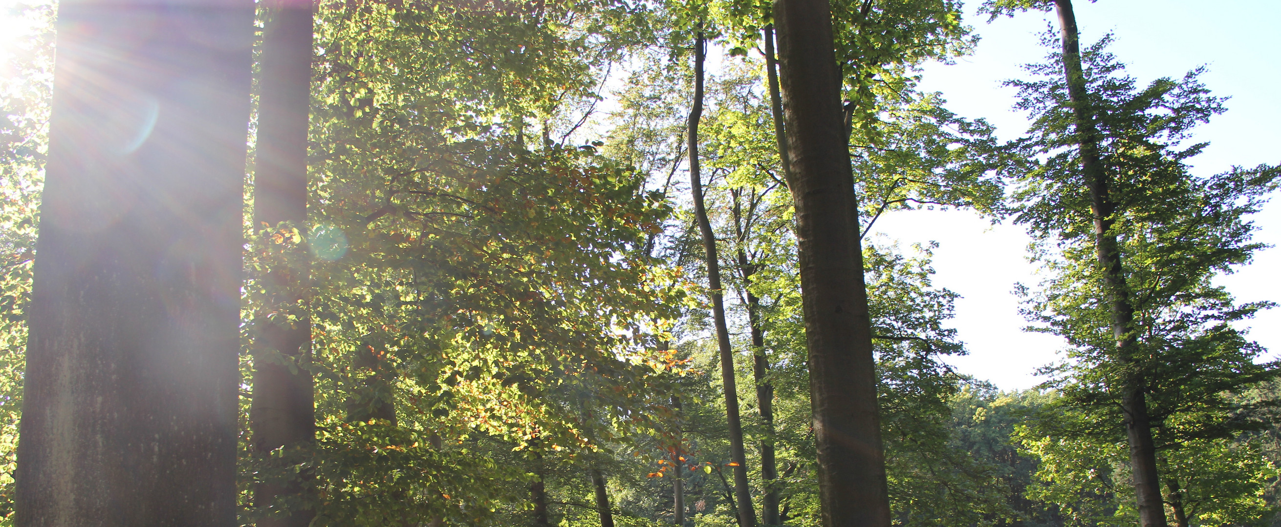 Wie es in den Wald hineinschallt...