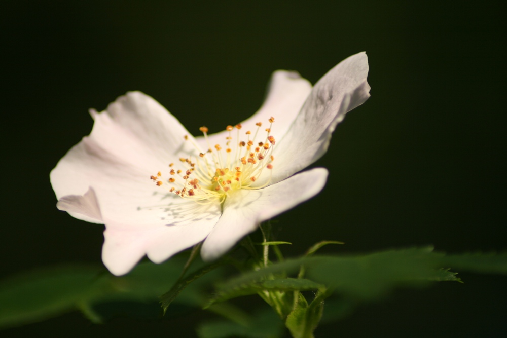 wie es sich rausgestellt hat: Eine Apfelrose