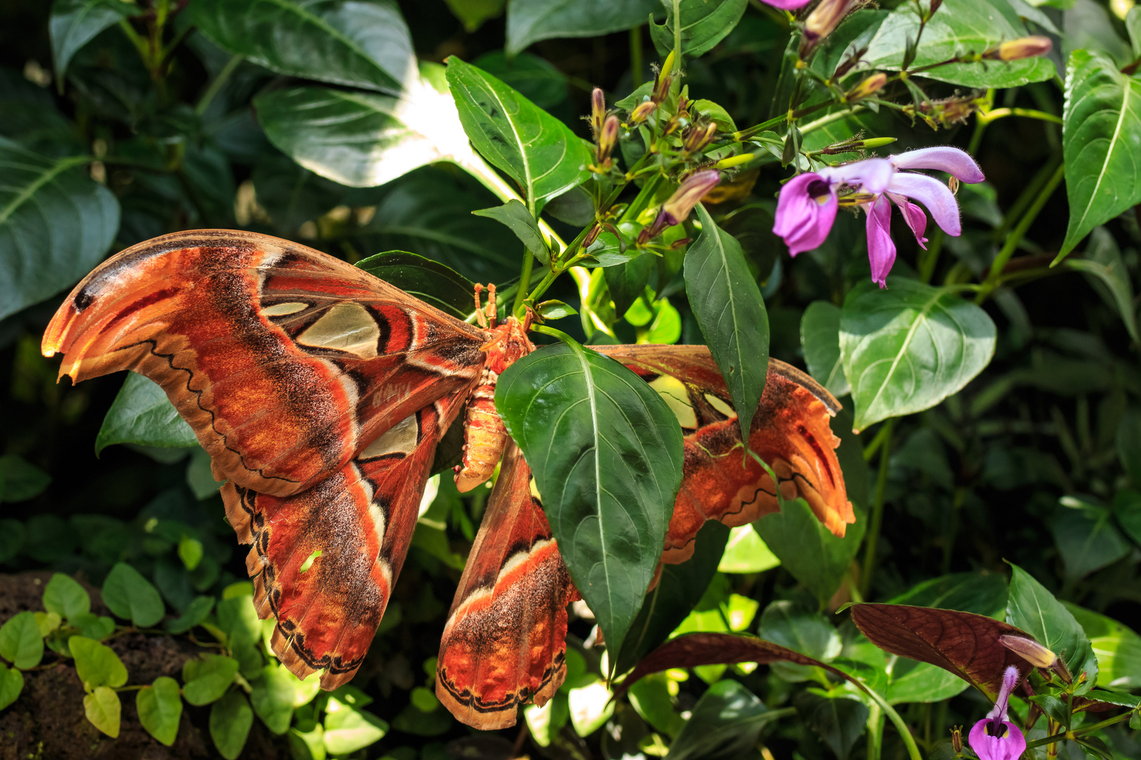 Wie fanden Sie den Schmetterling?? Unter einem Blatt!