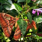 Wie fanden Sie den Schmetterling?? Unter einem Blatt!