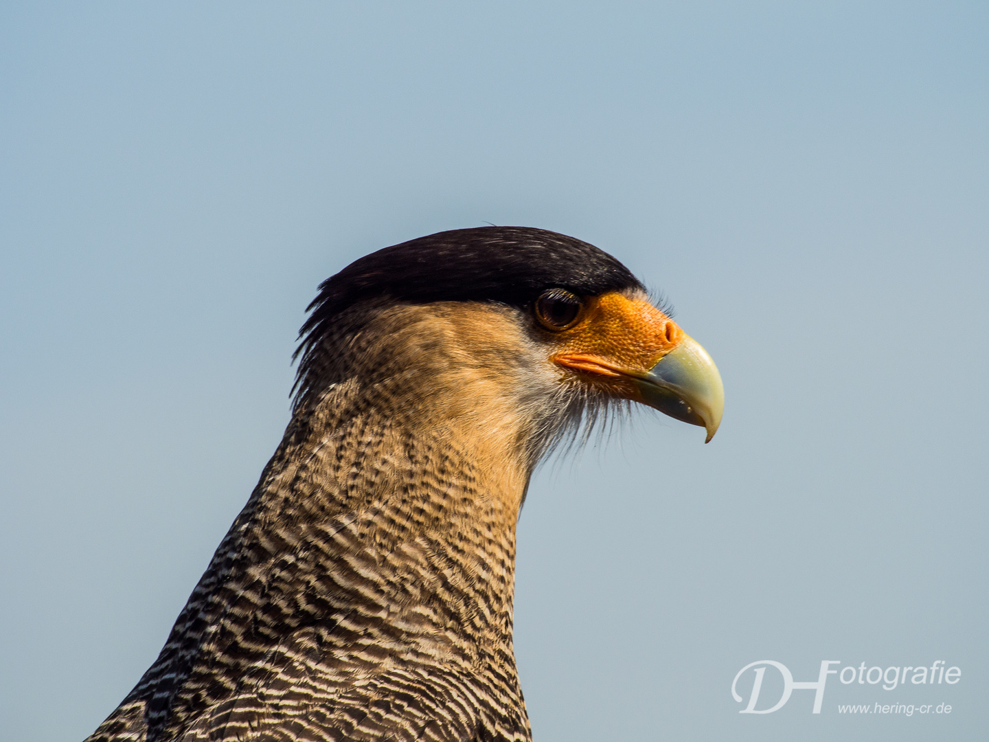 Wie findest Du meine neue Frisur? Foto & Bild | tiere, zoo, wildpark