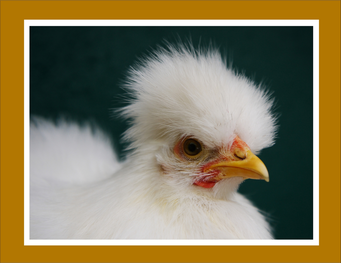 "Wie findet Ihr meine neue Frisur?" Foto & Bild | tiere, haustiere