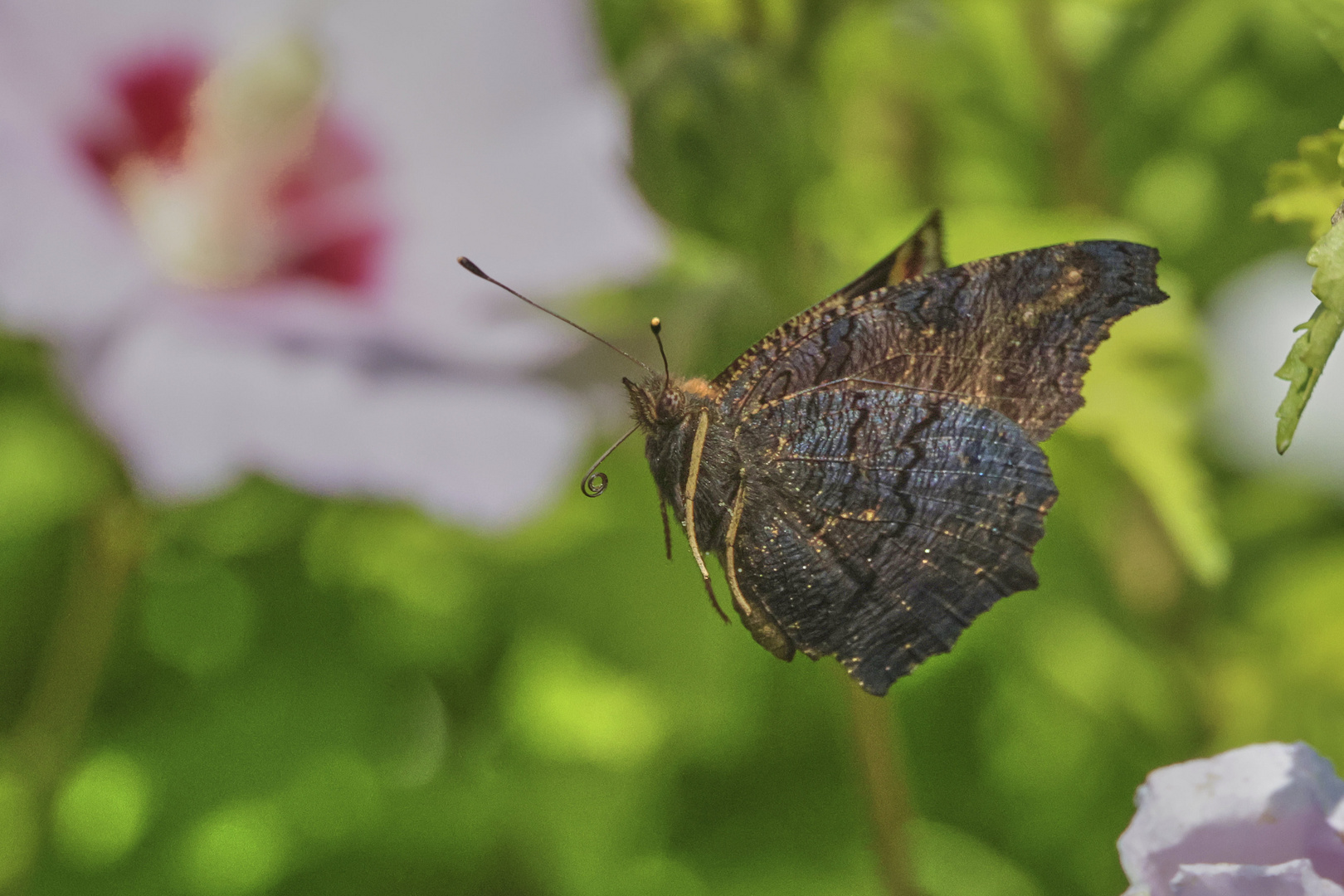 wie fliegt ein Schmetterling......