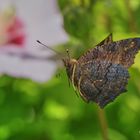 wie fliegt ein Schmetterling......