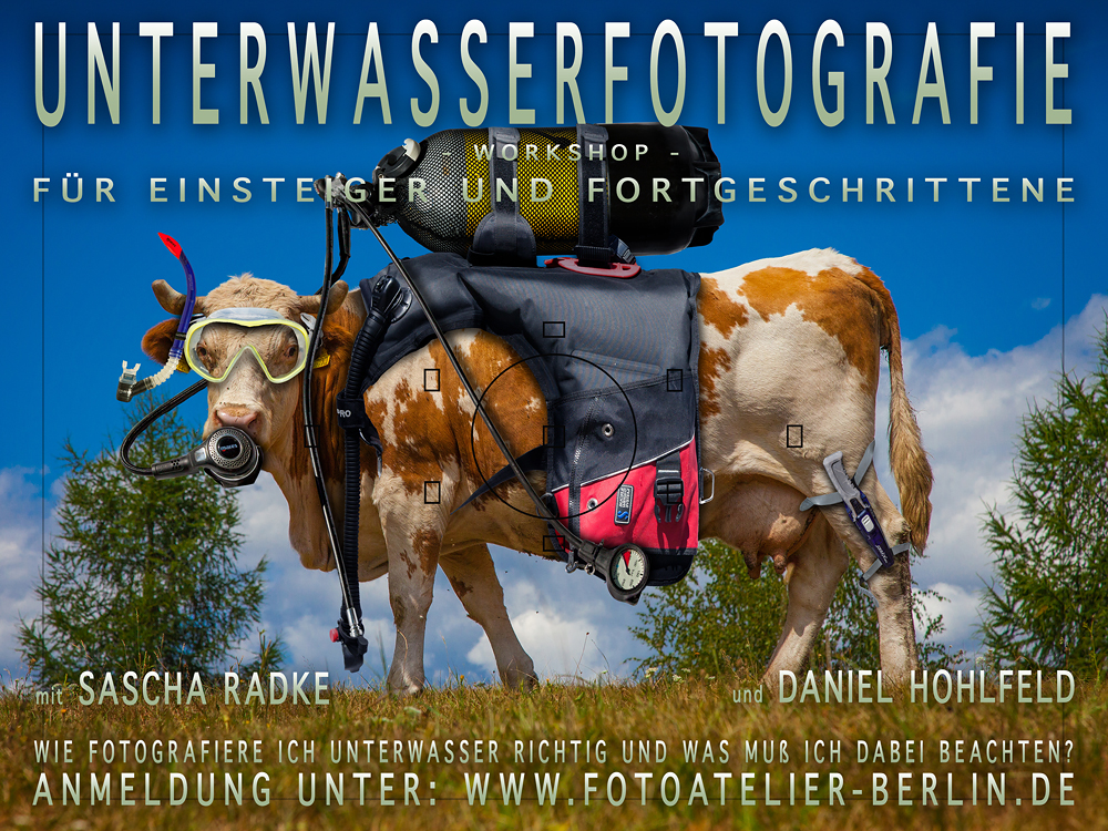 Wie fotografiere ich eine Seekuh?