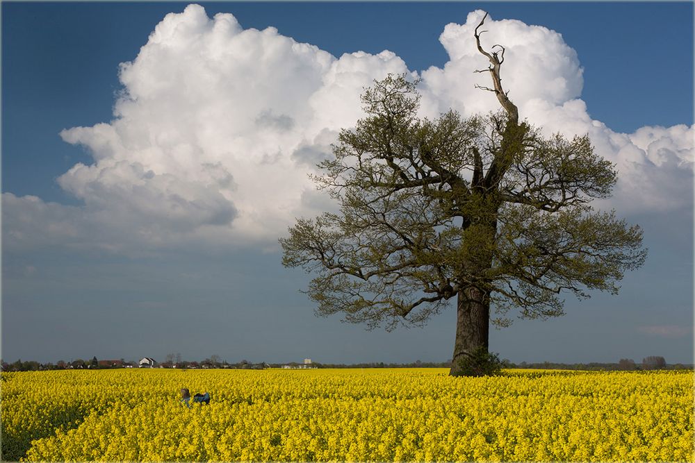 Wie fotografiert man eine Eiche...