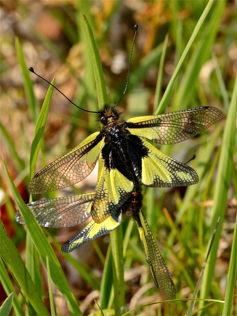 Wie frisch lackiert: Mein erster Libellen-Schmetterlingshaft (Libelloides coccaius) in Europa . . .