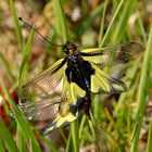Wie frisch lackiert: Mein erster Libellen-Schmetterlingshaft (Libelloides coccaius) in Europa . . .