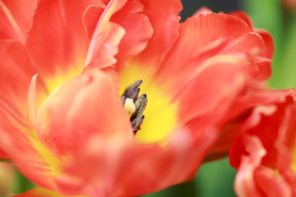 Wie für Nolde's Garten - weichgezeichnet