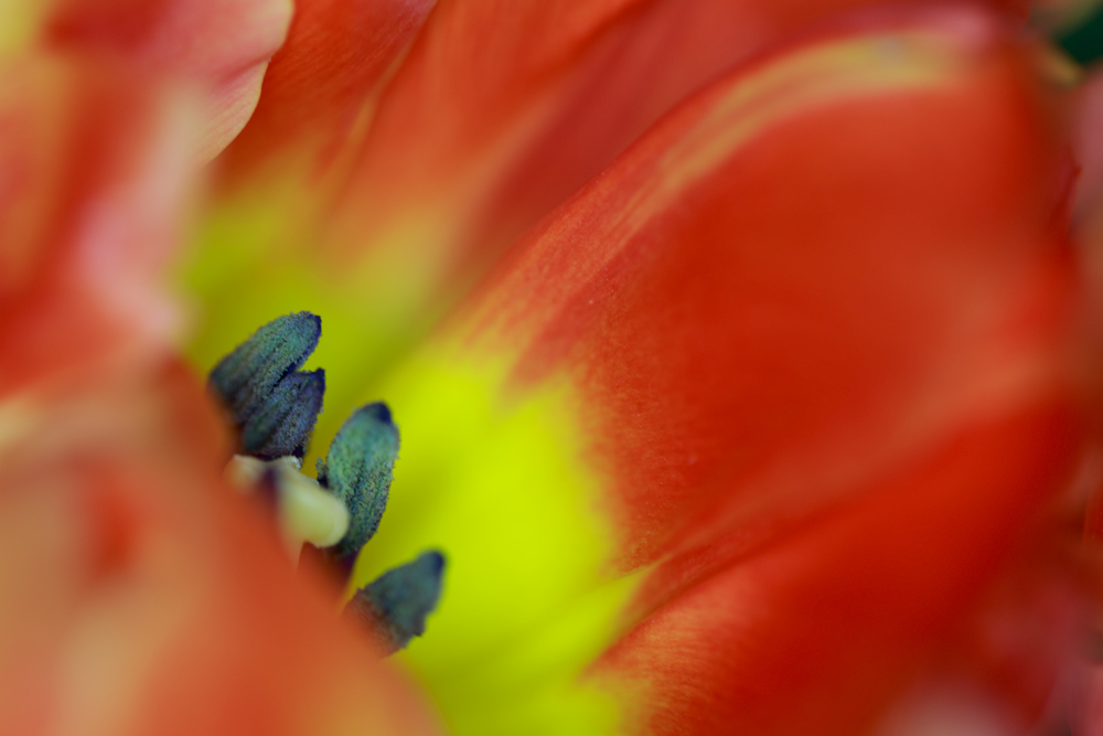 Wie für Nolde's Garten - weichgezeichnet