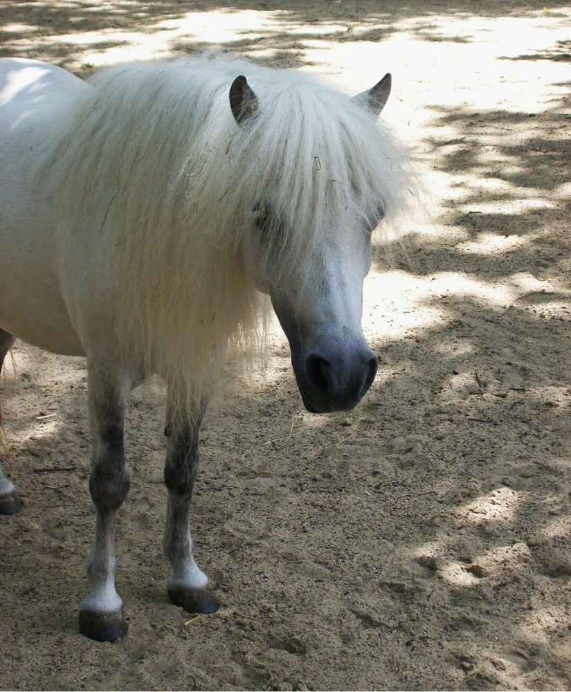 Wie gefällt dir mein Pony? ;-)