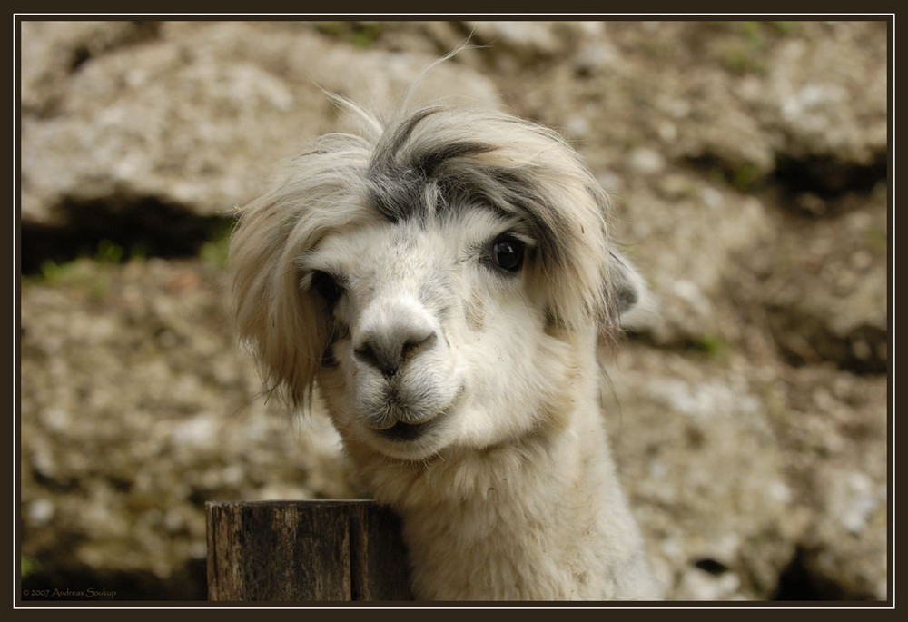 Wie gefällt Dir meine neue Frisur?