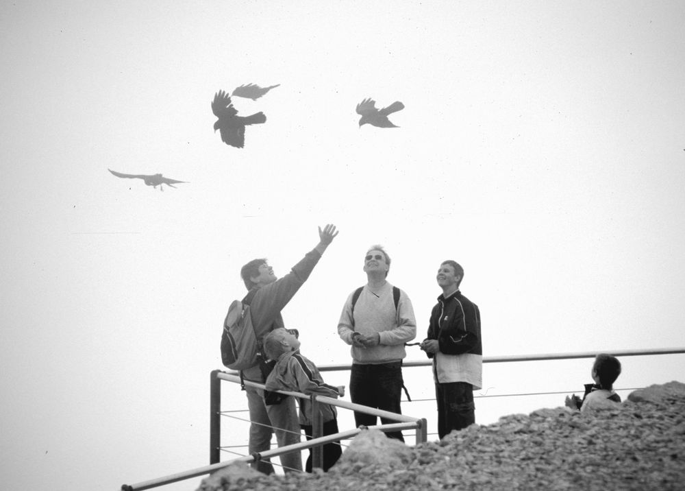 Wie geheimnisvolle schwarze Vögel im Nebel neugierig die Menschen betrachten...