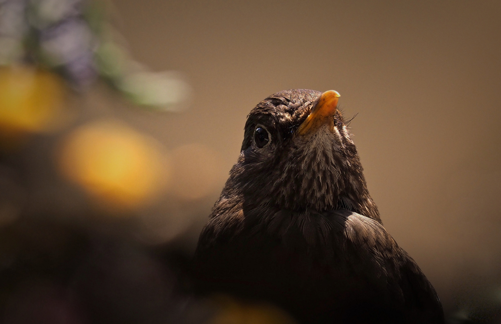 „Wie geht's, Frau Amsel?"