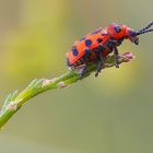 Wie gehts nun weiter? Spargelblattkäfer