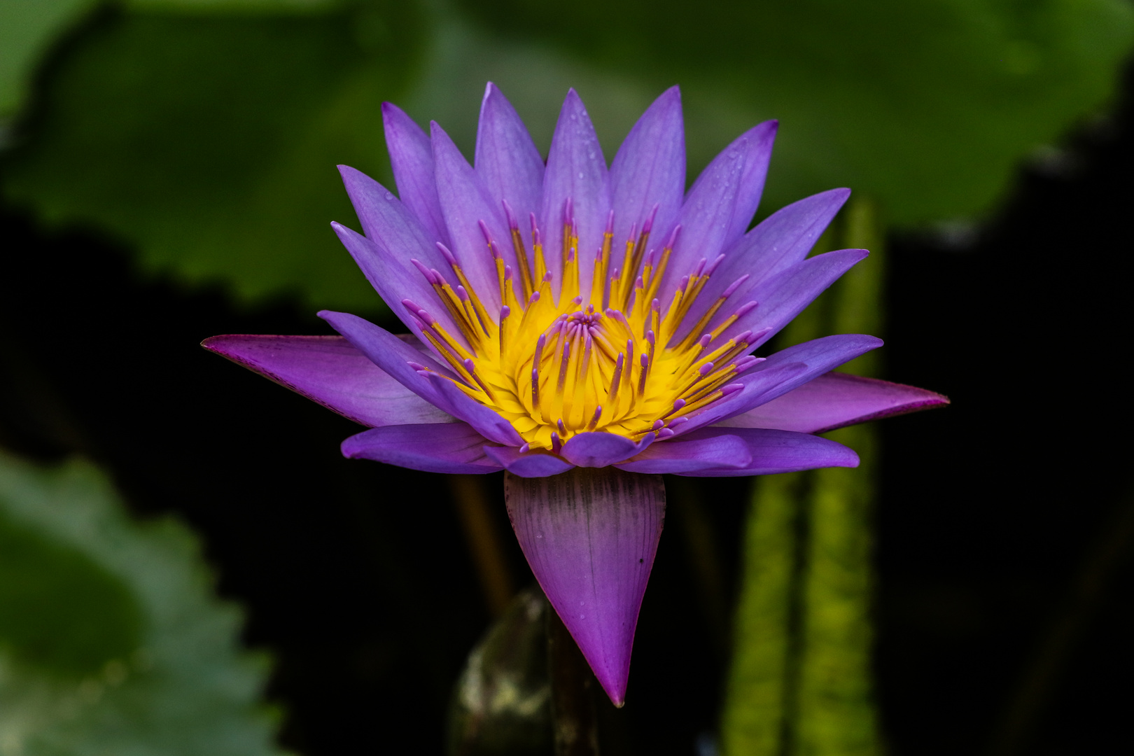 Wie Gemalt Foto Bild Pflanzen Pilze Flechten Bluten Kleinpflanzen Seerosen Bilder Auf Fotocommunity