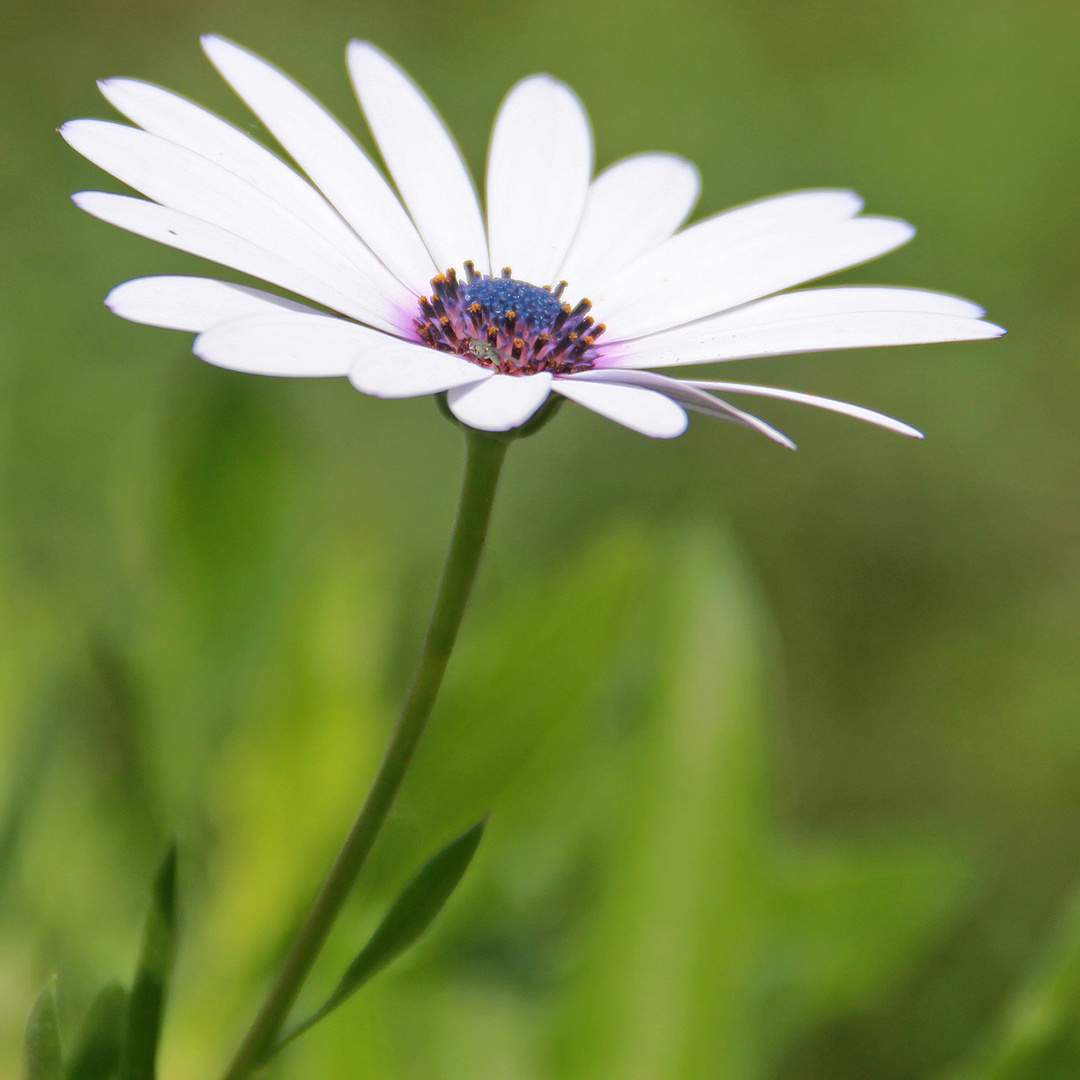 Wie Gemalt Foto Bild Pflanzen Pilze Flechten Bluten Kleinpflanzen Gerbera Bilder Auf Fotocommunity